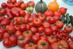 tomatoes-2-002